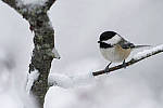 Click to see Y_DSC1087-MOD.JPG