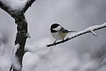 Click to see Y_DSC1087.JPG