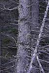 Click to see Y_DSC1357-ISO-50.JPG