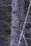 Click to see Y_DSC1358-ISO-100.JPG