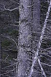 Click to see Y_DSC1359-ISO-200.JPG