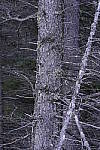 Click to see Y_DSC1360-ISO-400.JPG