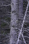 Click to see Y_DSC1361-ISO-800.JPG