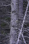 Click to see Y_DSC1362-ISO-1600.JPG