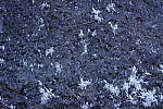 Click to see Y_DSC1406.JPG