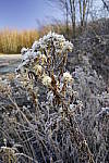 Click to see Y_DSC1465.JPG