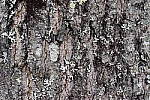 Click to see Y_DSC1522-NR-Normal.JPG
