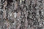Click to see Y_DSC1523-NR-Low.JPG