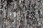 Click to see Y_DSC1524-NR-Off.JPG