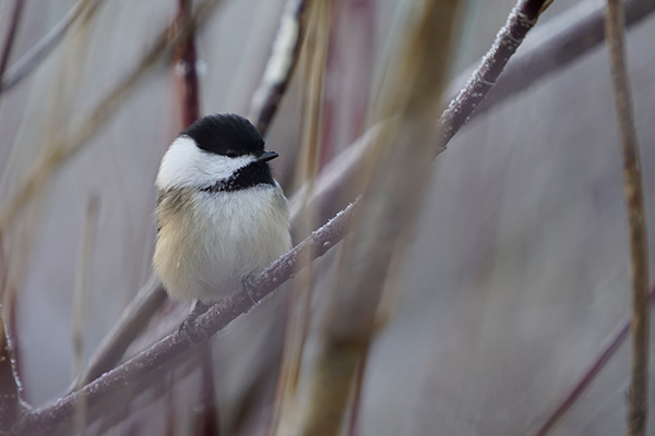 Sony A7S II Field Test -- Gallery Image