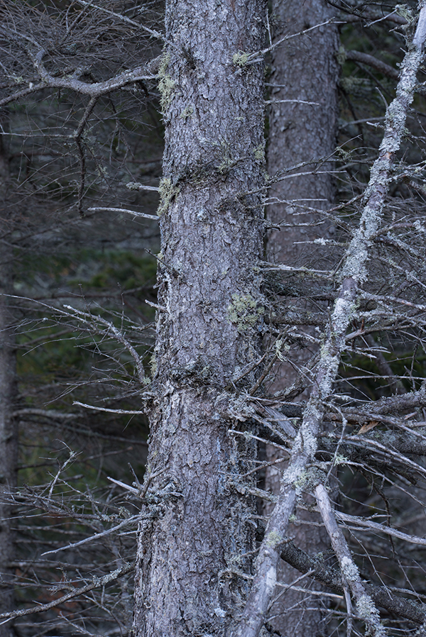 Sony A7S II Field Test -- Noise Test Image