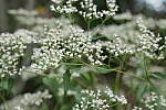 Click to see Y-A7SIII-WB-DSC00170.JPG