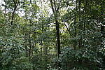 Click to see Y-A7SIII-WB-DSC00174.JPG