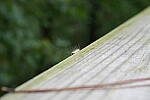 Click to see Y-A7SIII-WB-DSC00179.JPG