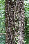 Click to see Y-A7SIII-WB-DSC00181.JPG