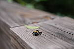 Click to see Y-A7SIII-WB-DSC00206.JPG