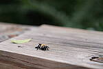 Click to see Y-A7SIII-WB-DSC00210.JPG