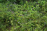 Click to see Y-A7SIII-WB-DSC00234.JPG