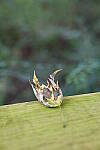 Click to see Y-A7SIII-WB-DSC00260.JPG