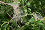 Click to see Y-A7SIII-WB-DSC00296.JPG