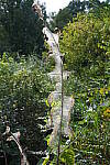 Click to see Y-A7SIII-WB-DSC00305.JPG