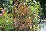 Click to see Y-A7SIII-WB-DSC00306.JPG