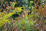 Click to see Y-A7SIII-WB-DSC00307.JPG