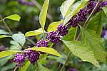 Click to see Y-A7SIII-WB-DSC00313.JPG