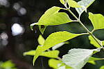 Click to see Y-A7SIII-WB-DSC00317.JPG