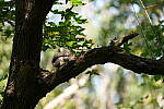 Click to see Y-A7SIII-WB-DSC00406.JPG