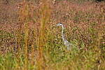Click to see Y-A7SIII-WB-DSC00444.JPG