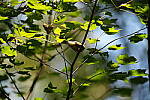 Click to see Y-A7SIII-WB-DSC00474.JPG