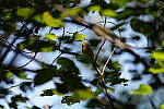 Click to see Y-A7SIII-WB-DSC00479.JPG