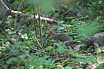 Click to see Y-A7SIII-WB-DSC00484.JPG