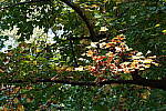 Click to see Y-A7SIII-WB-DSC00487.JPG