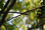 Click to see Y-A7SIII-WB-DSC00493.JPG