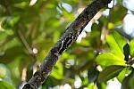 Click to see Y-A7SIII-WB-DSC00506.JPG