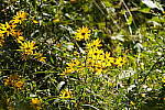 Click to see Y-A7SIII-WB-DSC00516.JPG