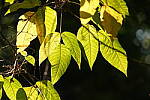 Click to see Y-A7SIII-WB-DSC00525.JPG