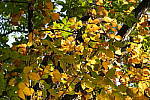 Click to see Y-A7SIII-WB-DSC00532.JPG