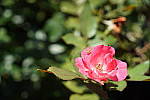 Click to see YDSC00321.JPG