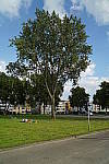 Click to see YDSC00507.JPG