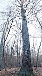 Click to see YDSC00596-pano-vertical.JPG