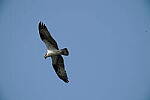 Click to see Y-200-600MM-DSC00239.JPG