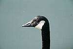 Click to see Y-200-600MM-DSC00323.JPG