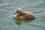Click to see Y-200-600MM-DSC00352.JPG