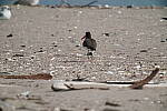 Click to see Y-200-600MM-DSC00394-Heat.JPG