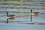 Click to see Y-600MM-DSC05214.JPG