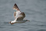 Click to see Y-600MM-DSC05436.JPG