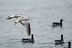 Click to see Y-600MM-DSC05446.JPG